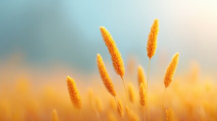 Golden Pampas Grass Stalks Against a Soft Blue Sky Captured in Warm Evening Light