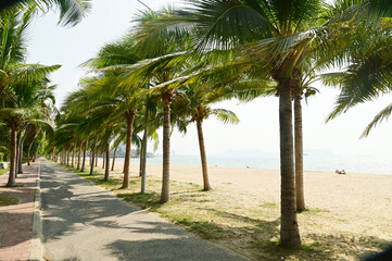 Fototapeta premium The pavement along the beach in Ban Amphoe is lined with a straight line of coconut trees on both sides in Thailand.