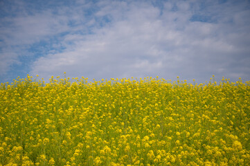 Fototapeta premium 菜の花の咲く河川敷