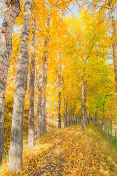 Golden Birch Forest on an Autumn Morning in Huangyuan County, Qinghai, China