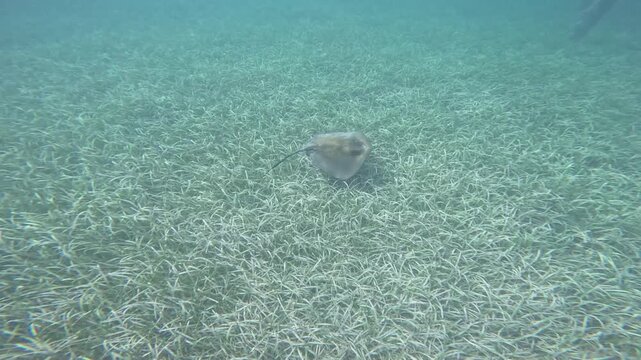 Stingray Gliding Over Seagrass Underwater Caribbean Sea Vieques Puerto Rico