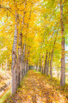 Golden Birch Forest on an Autumn Morning in Huangyuan County, Qinghai, China