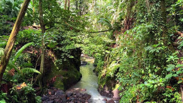 Tropical trees in Ubud Monkey Forest Bali