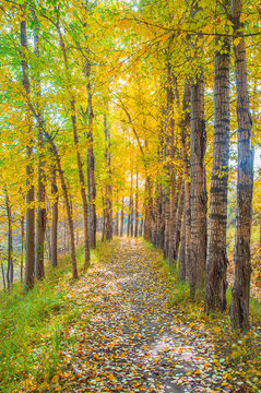Golden Birch Forest on an Autumn Morning in Huangyuan County, Qinghai, China