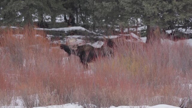 Two moose in marsh reeds 