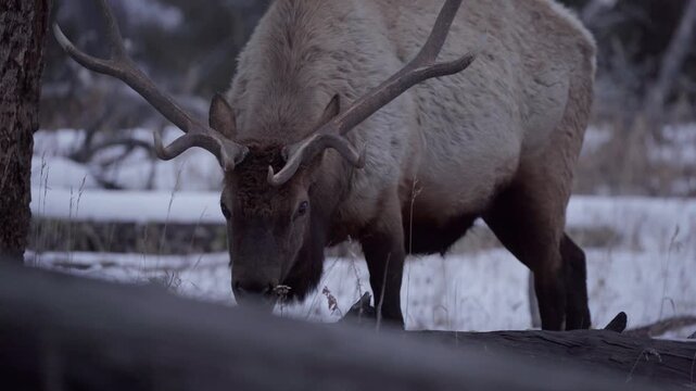 Big bull elk closeup 