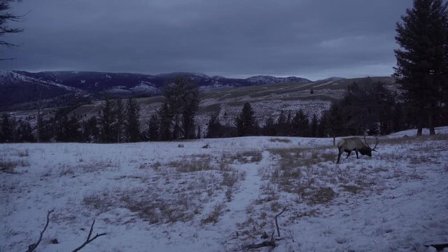 Bull elk in snow on hillside dusk 