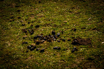 Animal Tracks and Manure on Farm Grassland