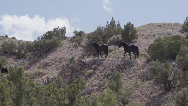 Wild horses black 