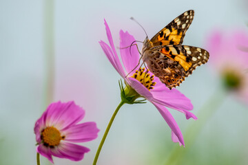 コスモスと蝶