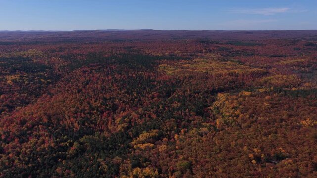 Vast forests in peak fall colors 