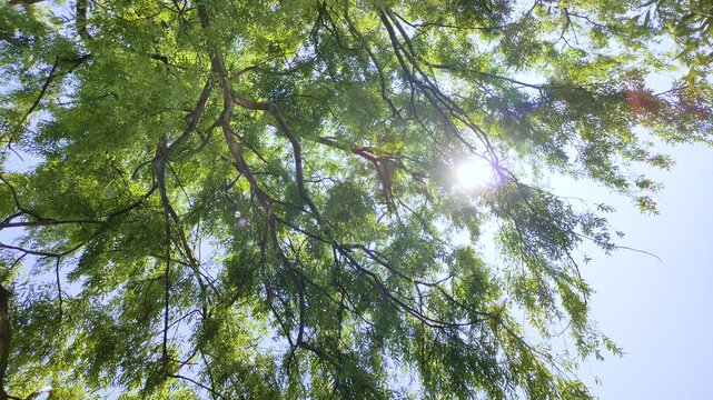 ヤナギの枝と葉に映る水面の照り返し
