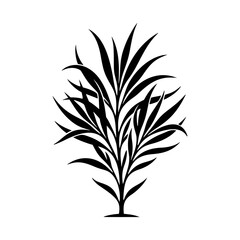 Ornamental Grass Plant