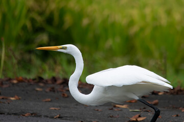 サギのいる川辺
