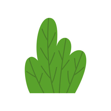 Green bush shrub plant design element isolated on white background.