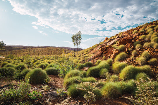 Australian outback pilbara desert landscape with spinifex grasses