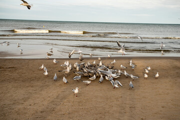 stado mew śmieszek nad Morzem Bałtyckim w Kołobrzegu, Chroicocephalus ridibundus © © Jakacki