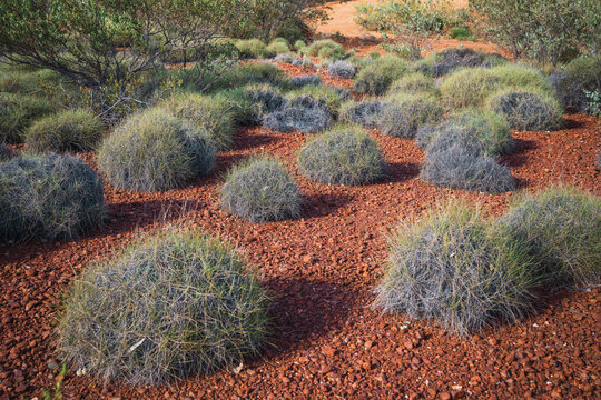 Spinifex hummock grass growing across australian red outback desert