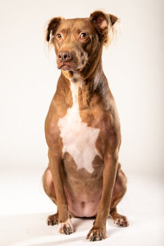 Beautiful Brown Dog In Studio with a White Backdrop