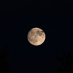 Obraz premium Full moon shines bright against deep night sky. Silhouetted tree branches frame the scene below. Calm, serene, and timeless atmosphere dominates the view. Ideal for tranquil, peaceful