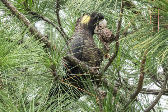 Yellow-tailed Black Cockatoo feeding on pine cones