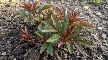 Young Peony Plant Sprouts With Reddish Green Leaves And Water Droplets In Garden Soil