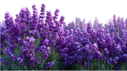 Obraz premium Blooming_lavender_field_detais isolated on transparent background
