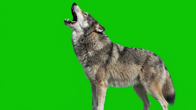 Gray Wolf Howling in Studio Shot with Dramatic Lighting on Green Screen Background for Wildlife Documentary