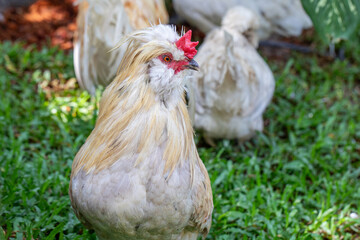 White silkie chicken standing in sunny garden