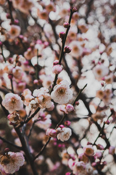Beautiful Plum Blossom Flowers and Buds on Tree Branch