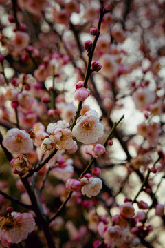 White and Pink Plum Blossoms Blooming on Branches in Wuhan China
