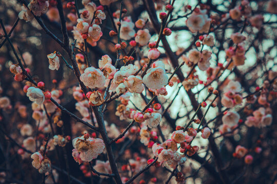 Spring Plum Blossoms Blooming on Tree Branches