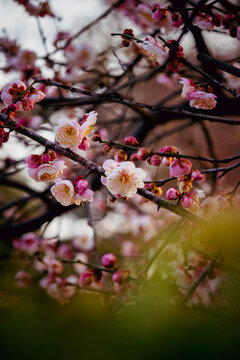 Delicate Pink Plum Blossom Flowers on Tree Branch in Winter