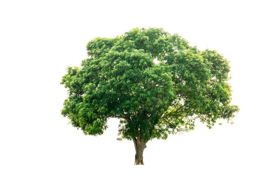 A tall green oak tree with lush foliage and a thick wooden trunk stands as a single plant isolated on a white background to represent nature and growth