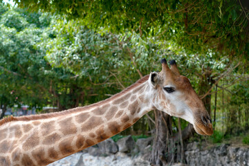 Obraz premium A giraffe stands quietly near trees in a zoo. It looks around as people walk by, enjoying the warm daylight and the fresh air of the outdoors