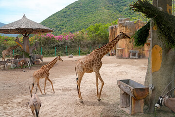 Fototapeta premium Giraffes walk around an outdoor zoo area with other animals like zebras and antelopes. The scene shows a natural landscape with greenery and a shelter