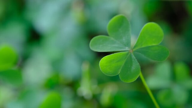 Shamrock clover leaf symbolizing luck and Irish tradition for St Patrick's Day. Natural green background ideal for seasonal design, branding and creative projects.