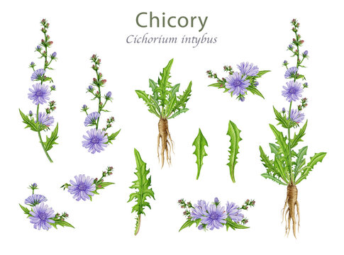 Hand drawn chicory plant, flowers, leaves and roots watercolor illustration set. Cichorium intybus medicinal wildflower vintage style botanical element collection isolated on white background