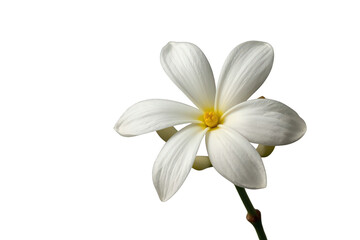 Obraz premium Arabian jasmine flower blooming with white petals and yellow center on green stem, transparent background