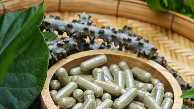 Tinospora crispa and capsules with leaves have medicinal properties.