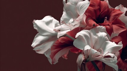 Twisted Amaryllis Stems Create Modern Architecture on a Charcoal Background With Strong White and Deep Burgundy Colors, Leaving Space for Design