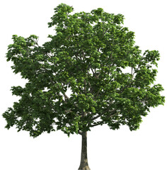 Obraz premium Large green tree with lush foliage on white background