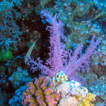 Pink Soft Coral (Dendronephthya) on Tropical Reef &ndash; Vibrant Underwater Marine Life Scene