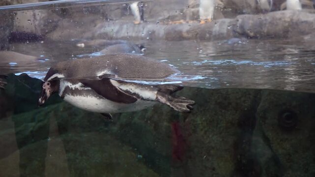 A split-level view shows penguins swimming on the surface and diving underwater in a zoo habitat. The atmosphere is serene and natural, showcasing animal behavior in captivity. Ideal for education