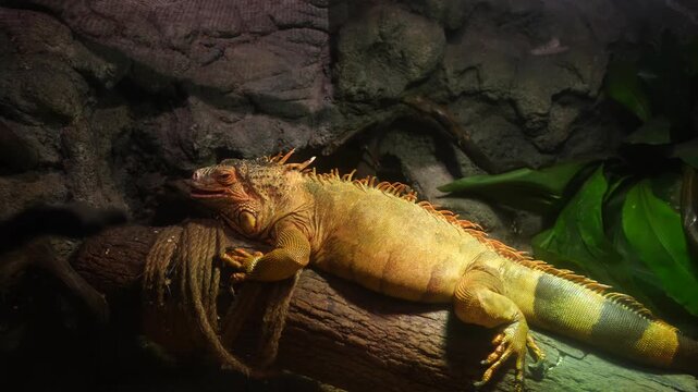 Lazy Iguana Resting on a Log in Captivity, Close Up Shot - 4K
