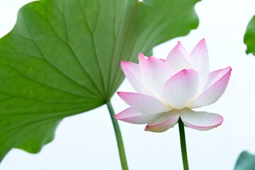 Obraz premium Lotus flower with dew drops