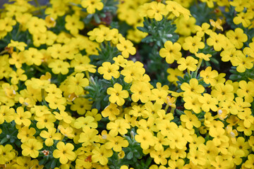 ディオニシア・アレティオイデス　Dionysia aretioides