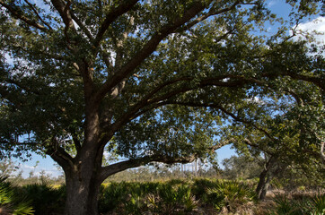 Fototapeta premium trees and sky