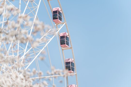 Ferris wheel with sakura cherry blossom blooming Festival on a clear spring day