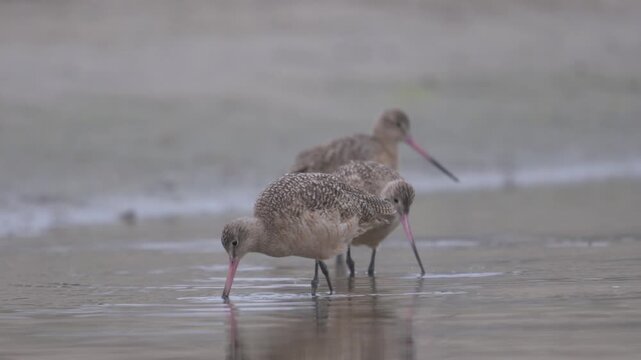 marbled godwits foraging at the beach